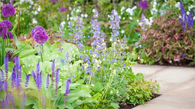 Perennial Bed Care