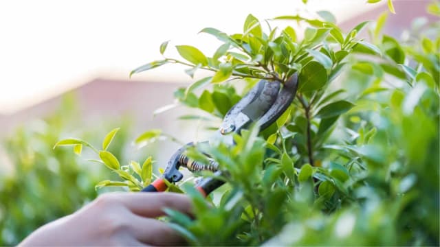 Shrub Pruning