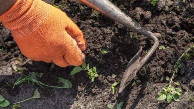 Weeding & Weed Control
